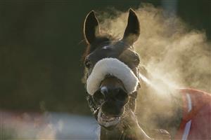 SUNBURY, ENGLAND - JANUARY 09: Steam rises from McFabulous after winning The Dornan Engineering Relkeel Hurdle at Kempton Park Racecourse on January 09, 2021 in Sunbury, England. Due to the Coronavirus pandemic, owners along with the paying public will not be allowed to attend the meeting. (Photo by Alan Crowhurst/Getty Images)