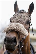 FONTWELL, ENGLAND - JANUARY 14: A wet and muddy day at Fontwell Park Racecourse on January 14, 2021 in Fontwell, England. Due to the Coronavirus pandemic, owners along with the paying public will not be allowed to attend the meeting. (Photo by Alan Crowhurst/Getty Images)