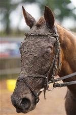 FONTWELL, ENGLAND - JANUARY 14: A wet and muddy day at Fontwell Park Racecourse on January 14, 2021 in Fontwell, England. Due to the Coronavirus pandemic, owners along with the paying public will not be allowed to attend the meeting. (Photo by Alan Crowhurst/Getty Images)