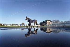 WARWICK, ENGLAND - JANUARY 16: A runner is reflected in a puddle as it walks in the pre parade ring at Warwick Racecourse on January 16, 2021 in Warwick, England. Due to the Coronavirus pandemic, owners along with the paying public will not be allowed to attend the meeting. (Photo by Alan Crowhurst/Getty Images)
