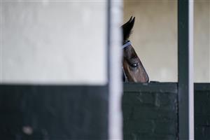 WARWICK, ENGLAND - JANUARY 16: A runner waits in the saddling boxes at Warwick Racecourse on January 16, 2021 in Warwick, England. Due to the Coronavirus pandemic, owners along with the paying public will not be allowed to attend the meeting. (Photo by Alan Crowhurst/Getty Images)