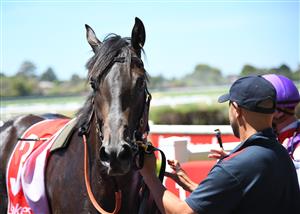 MELBOURNE, AUSTRALIA - JANUARY 23: Artorius after winning Race 1, the Ladbrokes Switch Handicap, during Melbourne Racing at Sandown Racecourse on January 23, 2021 in Melbourne, Australia. (Photo by Vince Caligiuri/Getty Images)