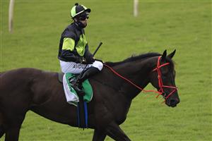 SYDNEY, AUSTRALIA - JANUARY 23: Brenton Avdulla on Invinciano returns to scale after winning race 9 the TAB Handicap during Sydney Racing at Royal Randwick Racecourse on January 23, 2021 in Sydney, Australia. (Photo by Mark Evans/Getty Images)