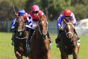 SYDNEY, AUSTRALIA - JANUARY 30: Tommy Berry on Shaik wins race 5 the Rosehill Bowling Club Handicapduring Sydney Racing at Rosehill Gardens on January 30, 2021 in Sydney, Australia. (Photo by Mark Evans/Getty Images)