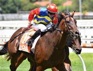 MELBOURNE, AUSTRALIA - JANUARY 30: Damian Lane riding War Critic winning Race 3, the Neds Toolbox Handicap, during Melbourne Racing at Caulfield Racecourse on January 30, 2021 in Melbourne, Australia. (Photo by Vince Caligiuri/Getty Images)