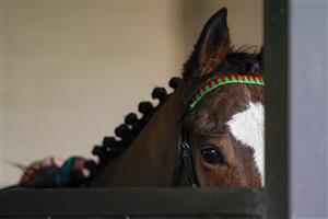 WARWICK, ENGLAND - FEBRUARY 03: Yorkshire Gold in the saddling box at Warwick Racecourse on February 03, 2021 in Warwick, England. Due to the Coronavirus pandemic, owners along with the paying public will not be allowed to attend the meeting. (Photo by Alan Crowhurst/Getty Images)