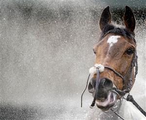 WARWICK, ENGLAND - FEBRUARY 03: A general view as a runner is hosed down after racing at Warwick Racecourse on February 03, 2021 in Warwick, England. Due to the Coronavirus pandemic, owners along with the paying public will not be allowed to attend the meeting. (Photo by Alan Crowhurst/Getty Images)