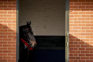 WARWICK, ENGLAND - FEBRUARY 03: Admiral Balko in a saddling box at Warwick Racecourse on February 03, 2021 in Warwick, England. Due to the Coronavirus pandemic, owners along with the paying public will not be allowed to attend the meeting. (Photo by Alan Crowhurst/Getty Images)
