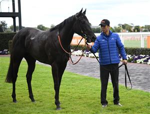 MELBOURNE, AUSTRALIA - FEBRUARY 06: Arcaded after winning Race 2, the Neds Blue Diamond Prelude F, during C.F. Orr Stakes Day at Caulfield Racecourse on February 06, 2021 in Melbourne, Australia. (Photo by Vince Caligiuri/Getty Images)