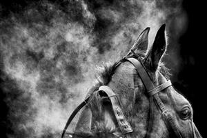 SUNBURY, ENGLAND - FEBRUARY 09: (EDITORS NOTE: This image was processed using digital filters) Steam rises from Aggy With It after winning The Bet Better With VBet 'Jumpers' Bumper' NH Flat Race at Kempton Park Racecourse on February 09, 2021 in Sunbury, England. Due to the Coronavirus pandemic, owners along with the paying public will not be allowed to attend the meeting. (Photo by Alan Crowhurst/Getty Images)