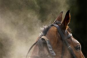 SUNBURY, ENGLAND - FEBRUARY 09: Steam rises from Aggy With It after winning The Bet Better With VBet 'Jumpers' Bumper' NH Flat Race at Kempton Park Racecourse on February 09, 2021 in Sunbury, England. Due to the Coronavirus pandemic, owners along with the paying public will not be allowed to attend the meeting. (Photo by Alan Crowhurst/Getty Images)