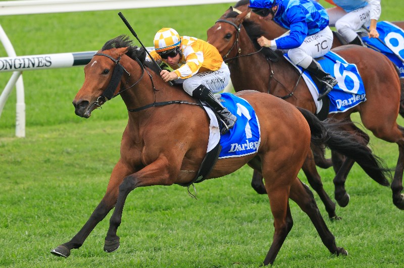 Surround Stakes Odds