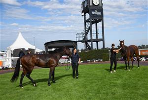 MELBOURNE, AUSTRALIA - FEBRUARY 20: Portland Sky and
Celebrity Queen (R) dead heat for first in Race 8, the Neds Oakleigh Plate, during Blue Diamond Stakes Day at Caulfield Racecourse on February 20, 2021 in Melbourne, Australia. (Photo by Vince Caligiuri/Getty Images)