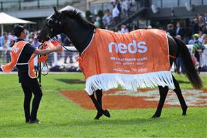MELBOURNE, AUSTRALIA - FEBRUARY 20: Artorius after winning Race 7, the Neds Blue Diamond Stakes, during Blue Diamond Stakes Day at Caulfield Racecourse on February 20, 2021 in Melbourne, Australia. (Photo by Vince Caligiuri/Getty Images)