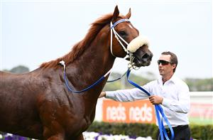 MELBOURNE, AUSTRALIA - FEBRUARY 20: Oxley Road after winning Race 2, the Neds Zeditave Stakes, during Blue Diamond Stakes Day at Caulfield Racecourse on February 20, 2021 in Melbourne, Australia. (Photo by Vince Caligiuri/Getty Images)
