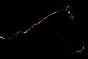 WARWICK, ENGLAND - FEBRUARY 26: The low sun lights up the outline of a horse at Warwick Racecourse on February 26, 2021 in Warwick, England. Due to the coronavirus pandemic, owners along with the paying public will not be allowed to attend the meeting. (Photo by Alan Crowhurst/Getty Images)
