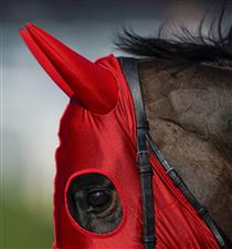 WARWICK, ENGLAND - FEBRUARY 26: In the pre parade ring at Warwick Racecourse on February 26, 2021 in Warwick, England. Due to the coronavirus pandemic, owners along with the paying public will not be allowed to attend the meeting. (Photo by Alan Crowhurst/Getty Images)