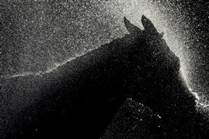 WARWICK, ENGLAND - FEBRUARY 26: A general view as a runner is hosed down after racing on a warm day at Warwick Racecourse on February 26, 2021 in Warwick, England. Due to the coronavirus pandemic, owners along with the paying public will not be allowed to attend the meeting. (Photo by Alan Crowhurst/Getty Images)
