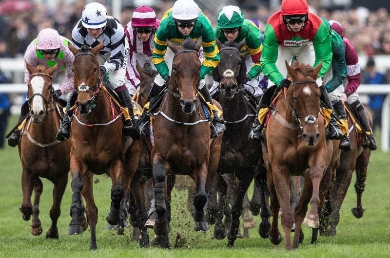 triumph hurdle