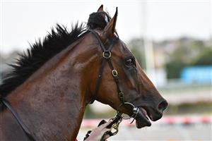 MELBOURNE, AUSTRALIA - MARCH 19: Crystal Bound after winning Race 1, the Evolve Interiors Handicap, during Melbourne Racing at Moonee Valley Racecourse on March 19, 2021 in Melbourne, Australia. (Photo by Vince Caligiuri/Getty Images)