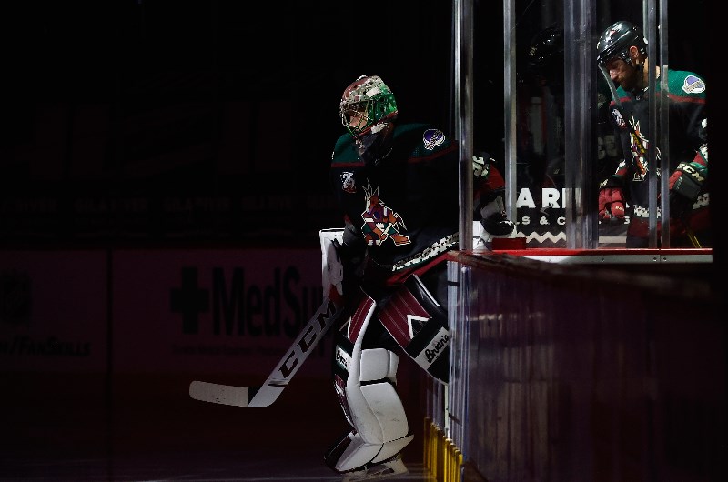 Arizona coyotes