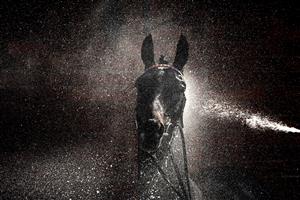 WARWICK, ENGLAND - MARCH 30: A runner is hosed down after finishing in the first race of the day at Warwick Racecourse on March 30, 2021 in Warwick, England. Sporting venues around the UK remain under restrictions due to the Coronavirus Pandemic. Only owners are allowed to attend the meeting but the public must wait until further restrictions are lifted. (Photo by Alan Crowhurst/Getty Images)