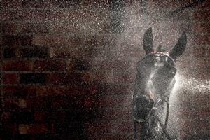 WARWICK, ENGLAND - MARCH 30: A runner is hosed down after finishing in the first race of the day at Warwick Racecourse on March 30, 2021 in Warwick, England. Sporting venues around the UK remain under restrictions due to the Coronavirus Pandemic. Only owners are allowed to attend the meeting but the public must wait until further restrictions are lifted. (Photo by Alan Crowhurst/Getty Images)