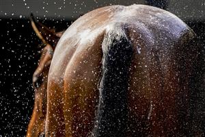 WARWICK, ENGLAND - MARCH 30: A runner is hosed down after finishing in the first race of the day at Warwick Racecourse on March 30, 2021 in Warwick, England. Sporting venues around the UK remain under restrictions due to the Coronavirus Pandemic. Only owners are allowed to attend the meeting but the public must wait until further restrictions are lifted. (Photo by Alan Crowhurst/Getty Images)
