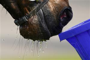 WARWICK, ENGLAND - MARCH 30: A horse takes a drink from a bucket after racing at Warwick Racecourse on March 30, 2021 in Warwick, England. Sporting venues around the UK remain under restrictions due to the Coronavirus Pandemic. Only owners are allowed to attend the meeting but the public must wait until further restrictions are lifted. (Photo by Alan Crowhurst/Getty Images)