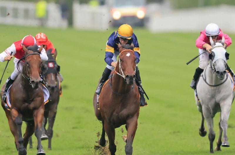 All Aged Stakes Final Field