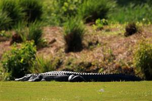NEW ORLEANS, LOUISIANA - APRIL 22: An alligator near the 17th hole is seen during the first round of the Zurich Classic of New Orleans at TPC Louisiana on April 22, 2021 in New Orleans, Louisiana. (Getty Images)