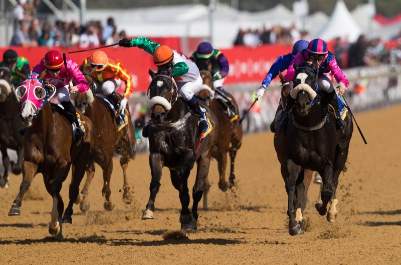 greyville races
