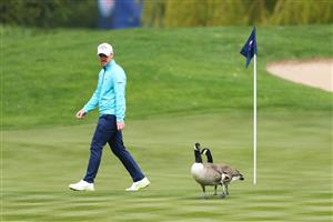 SUTTON COLDFIELD, ENGLAND - MAY 11: David Horsey of England walks past geese on the green as he plays a practice round during previews ahead of The Betfred British Masters hosted by Danny Willett at The Belfry on May 11, 2021 in Sutton Coldfield, England. (Getty Images)