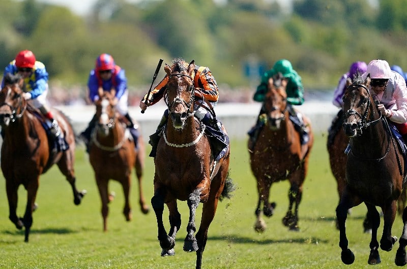 dante stakes