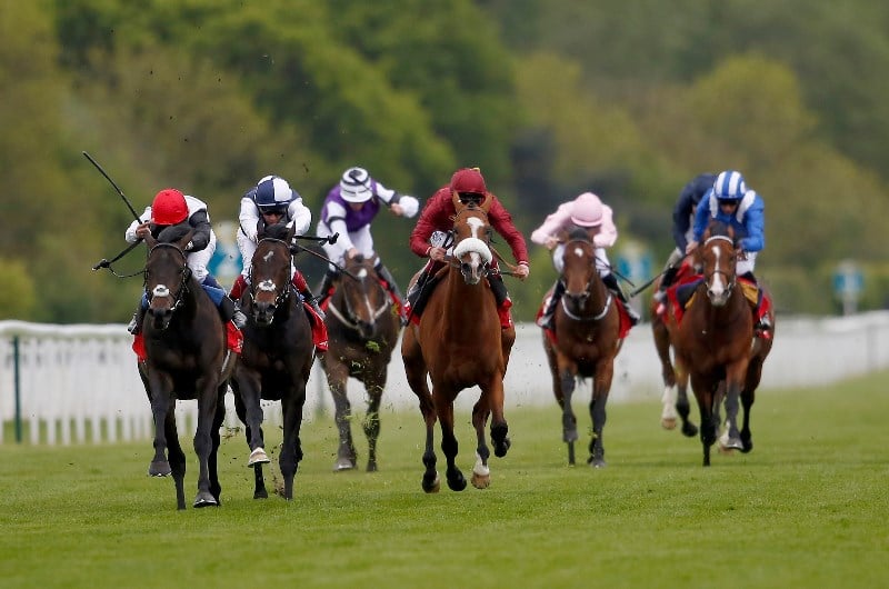 dante stakes