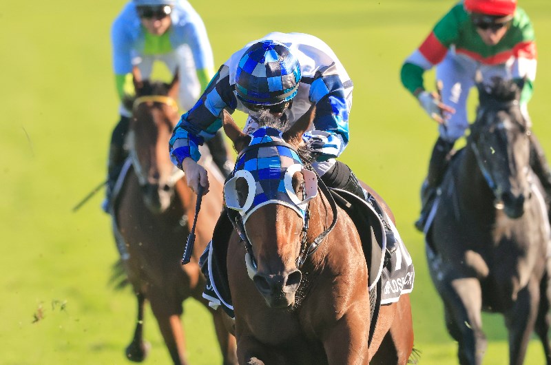 Queensland Derby Betting Odds