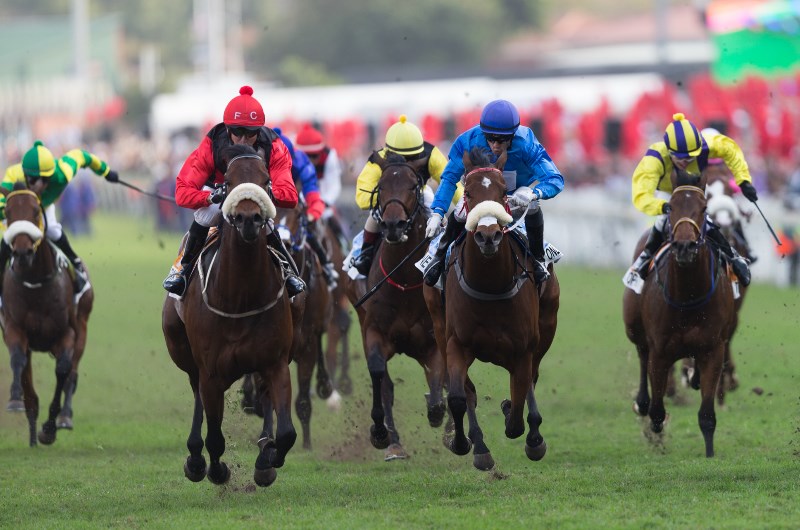 greyville races