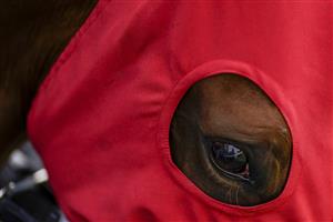 ASCOT, ENGLAND - JUNE 15: A red hood on a runner on day one of the Royal Ascot meeting at Ascot Racecourse on June 15, 2021 in Ascot, England. A total of twelve thousand racegoers made up of owners and the public are permitted to attend the meeting due to it being an Events Research Programme (ERP) set up by the Government due to the Coronavirus pandemic. (Photo by Alan Crowhurst/Getty Images)