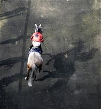 ASCOT, ENGLAND - JUNE 16: Making their way onto the track for The Royal Hunt Cup on Day Two of the Royal Ascot Meeting at Ascot Racecourse on June 16, 2021 in Ascot, England. A total of twelve thousand racegoers made up of owners and the public are permitted to attend the meeting due to it being an Events Research Programme (ERP) set up by the Government due to the Coronavirus pandemic. (Photo by Alan Crowhurst/Getty Images)