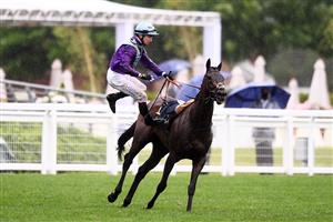 ASCOT, ENGLAND - JUNE 18: Oisin Murphy is unseated from Alcohol Free after winning the Coronation Stakes on Day Four of the Royal Ascot Meeting at Ascot Racecourse on June 18, 2021 in Ascot, England. A total of twelve thousand racegoers made up of Owners and the Public are permitted to attend the meeting due to it being an Events Research Programme (ERP) set up by the government due to the Coronavirus Pandemic. (Photo by Harry Trump/Getty Images)