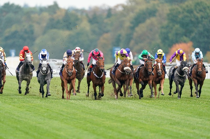 champion sprint ascot
