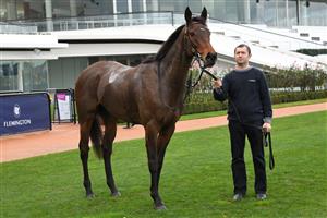 MELBOURNE, AUSTRALIA - JUNE 19: Degraves after winning race 5, the The David Bourke, during Melbourne Racing at Flemington Racecourse on June 19, 2021 in Melbourne, Australia. (Photo by Vince Caligiuri/Getty Images)