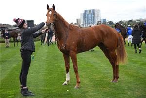 MELBOURNE, AUSTRALIA - JULY 03: Jagar after winning Race 1, the Sofitel Next Generation Sprinters Final, during Melbourne Racing at Flemington Racecourse on July 03, 2021 in Melbourne, Australia. (Photo by Vince Caligiuri/Getty Images)