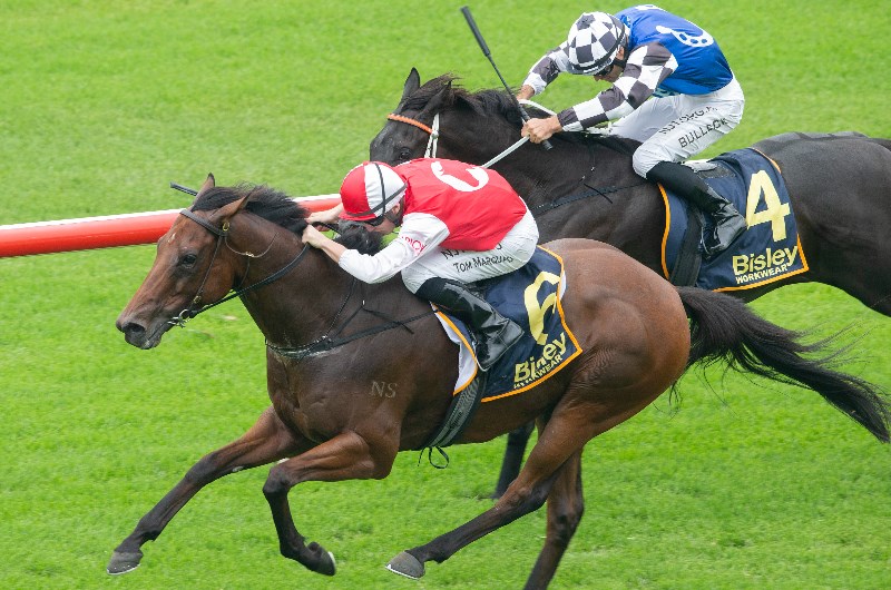 Grafton Tips for 07.07.2021