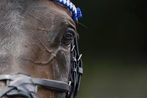 NEWMARKET, ENGLAND - JULY 08: The eye of Al Aasy at Newmarket Racecourse on July 08, 2021 in Newmarket, England. Due to the Coronavirus pandemic, only owners along with a limited number of the paying public will be allowed to attend the meeting. (Photo by Alan Crowhurst/Getty Images)
