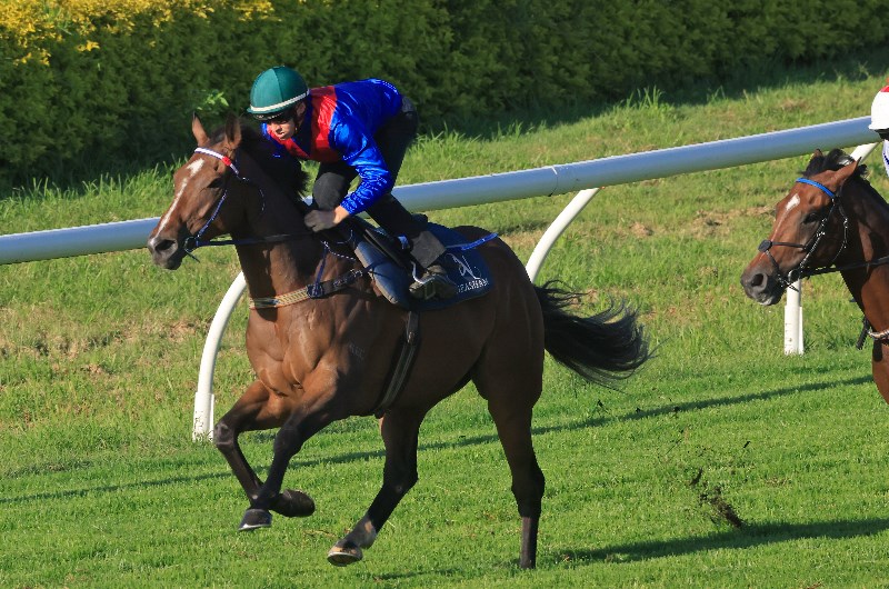 Cox Plate Betting Odds