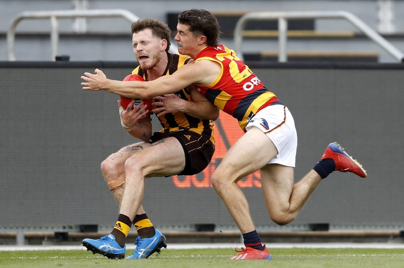 crows hawks