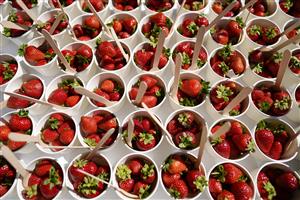 CHICHESTER, ENGLAND - JULY 29: Strawberries ready to eat during the Qatar Goodwood Festival at Goodwood Racecourse on July 29, 2021 in Chichester, England. (Photo by Alan Crowhurst/Getty Images)