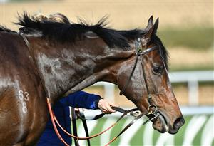 MELBOURNE, AUSTRALIA - JULY 31: Zapateo after winning Race 2, the Plant Powered Cleaning Handicap during Melbourne Racing at Moonee Valley Racecourse on July 31, 2021 in Melbourne, Australia. (Photo by Vince Caligiuri/Getty Images)