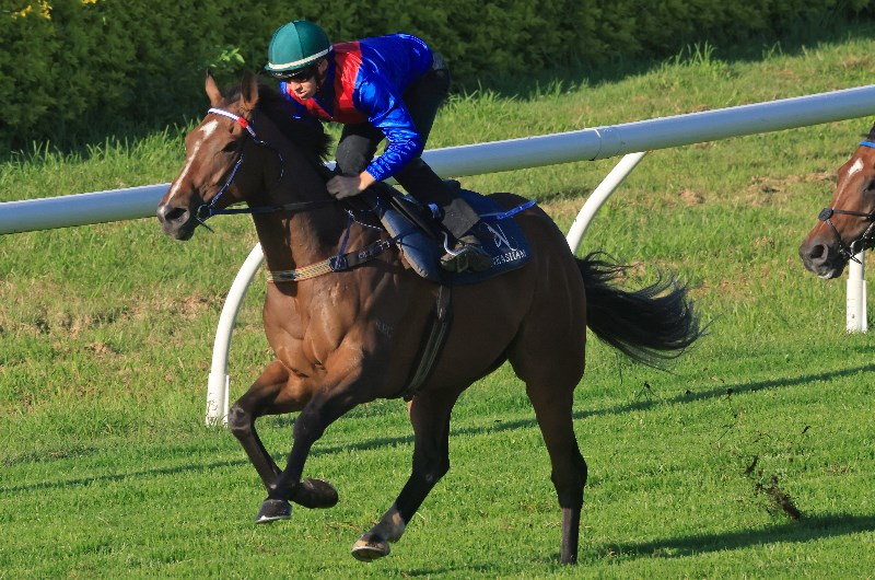 Caulfield Stakes Betting Odds